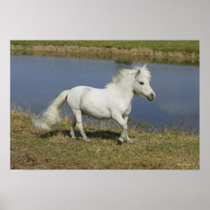 Miniature Horse Running nära Vatten Poster