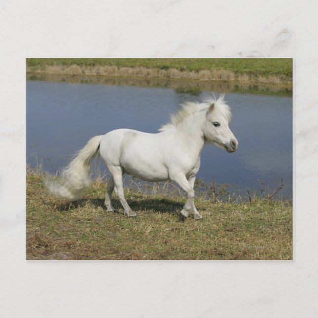 Miniature Horse Running nära Vatten Vykort (Framsida)
