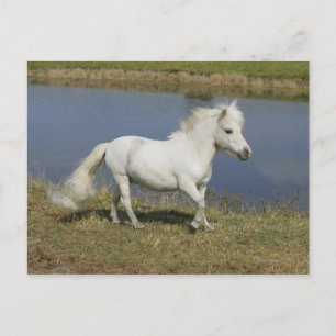 Miniature Horse Running nära Vatten Vykort