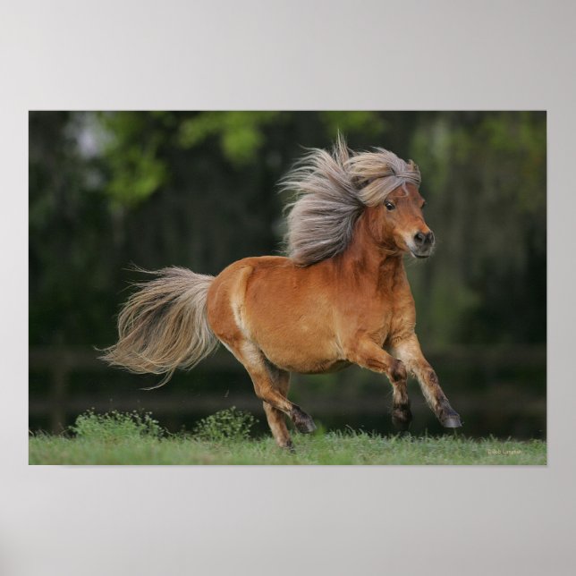 Miniature Horse Running Poster (Framsidan)