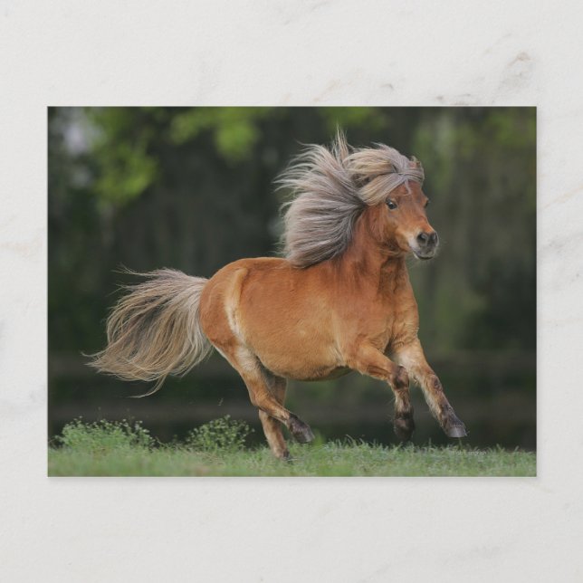 Miniature Horse Running Vykort (Framsida)