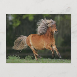 Miniature Horse Running Vykort