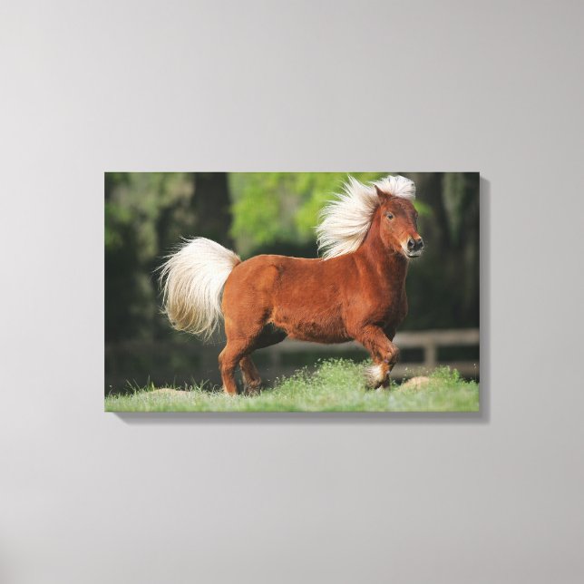 Miniature Horse Ständiga Canvastryck (Framsida)