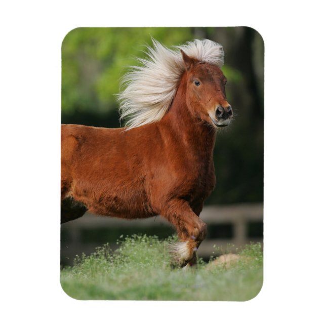 Miniature Horse Ständiga Magnet (Vertikal)