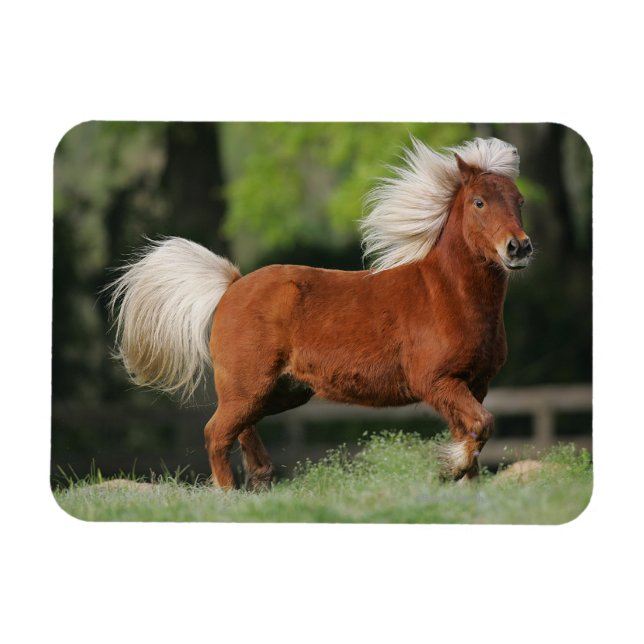 Miniature Horse Ständiga Magnet (Horisontell)