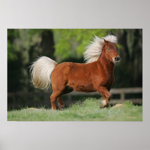 Miniature Horse Ständiga Poster