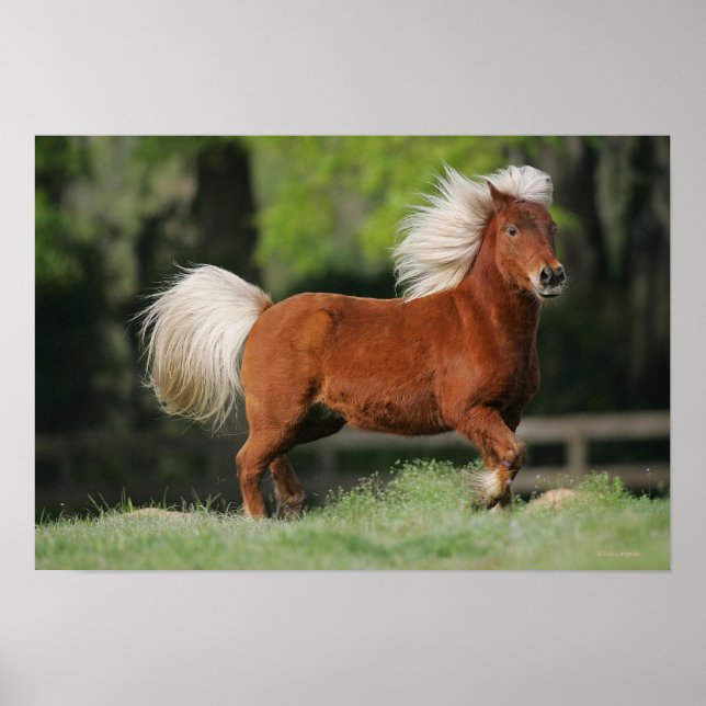 Miniature Horse Ständiga Poster (Framsidan)