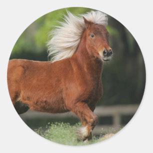 Miniature Horse Ständiga Runt Klistermärke