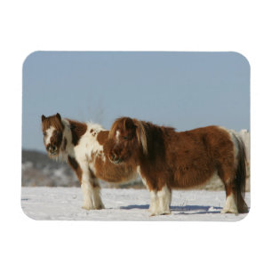 Miniature Horses Permanent i Snö Magnet