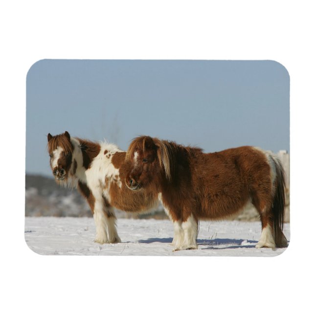 Miniature Horses Permanent i Snö Magnet (Horisontell)