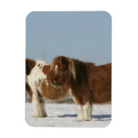 Miniature Horses Permanent i Snö