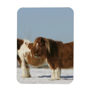 Miniature Horses Permanent i Snö Magnet