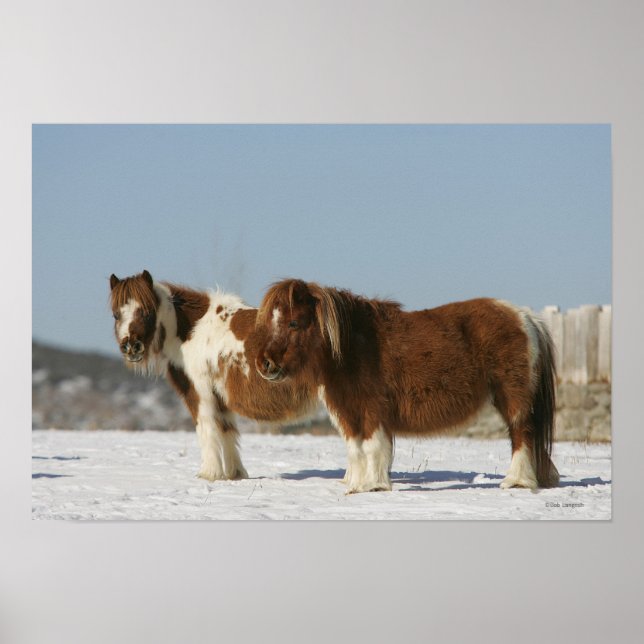 Miniature Horses Permanent i Snö Poster (Framsidan)