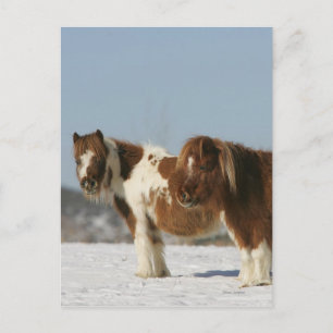 Miniature Horses Permanent i Snö Vykort