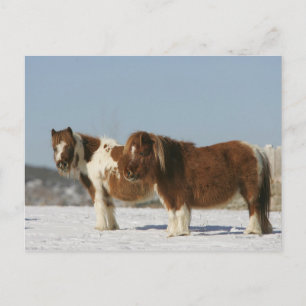 Miniature Horses Permanent i Snö Vykort