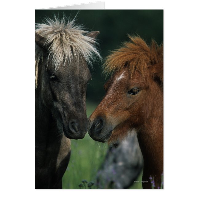 Miniature Horses Touching Hälsningskort (Framsidan)
