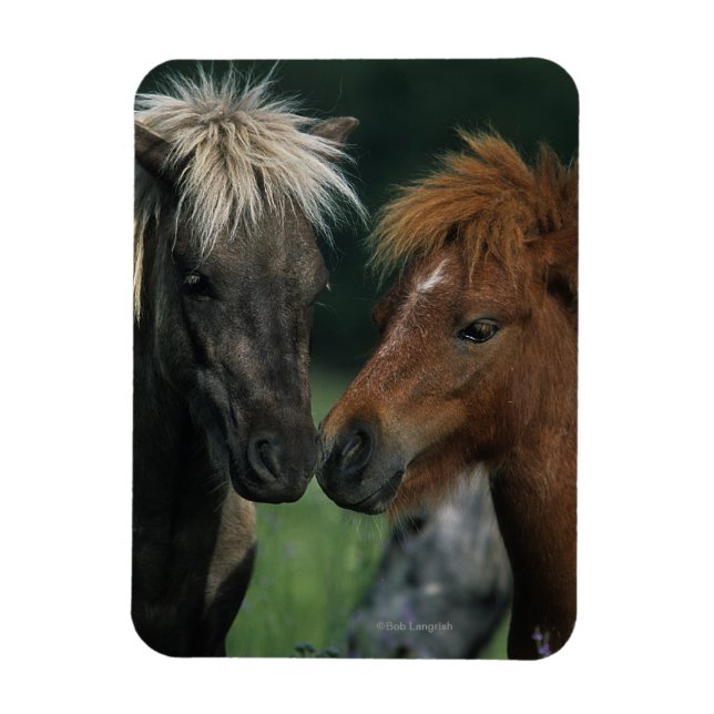 Miniature Horses Touching Magnet (Vertikal)