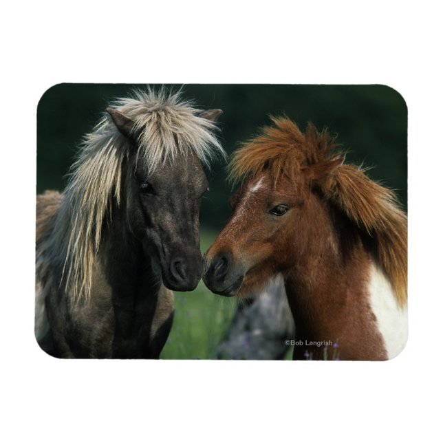 Miniature Horses Touching Magnet (Horisontell)