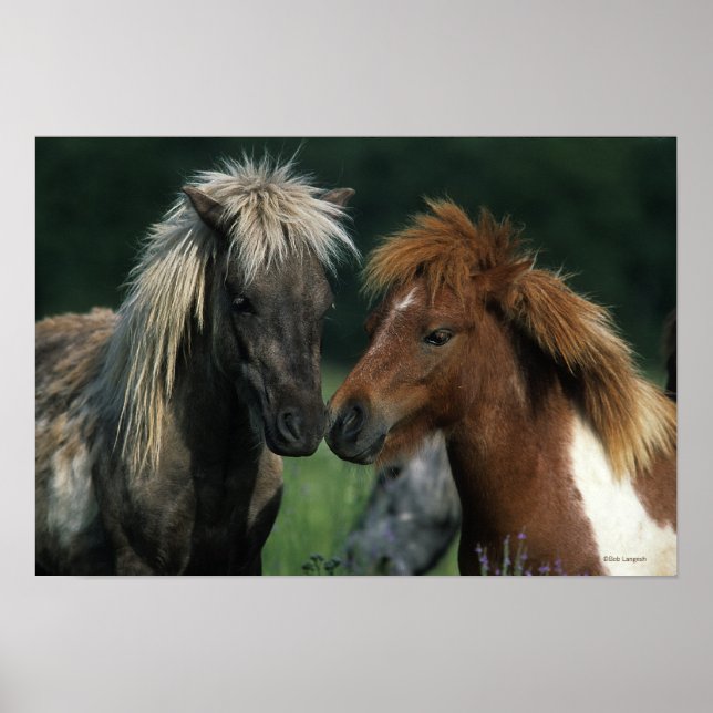 Miniature Horses Touching Poster (Framsidan)