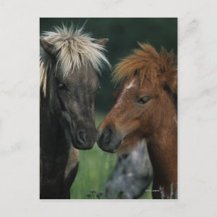 Miniature Horses Touching Vykort