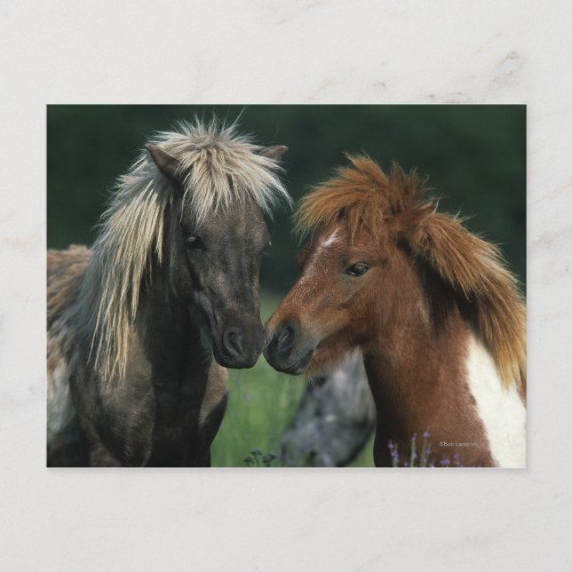 Miniature Horses Touching Vykort (Framsida)