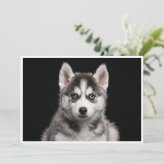 Miniature Husky isolerad på svart bakgrund Inbjudningar