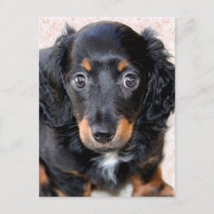 Miniature Long-Hated Dachshund Vykort