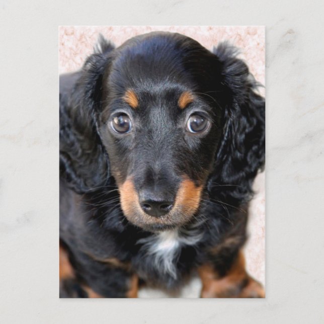 Miniature Long-Hated Dachshund Vykort (Framsida)