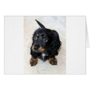 Miniature Long Hved Dashund Hälsningskort