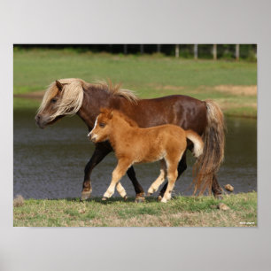 Miniature Mare and Foal Walking by Sjö Poster