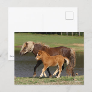 Miniature Mare and Foal Walking by Sjö Vykort