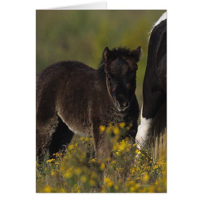 Miniature Mare & Foal in the Flowers Hälsningskort (Framsidan)