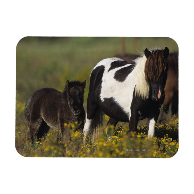 Miniature Mare & Foal in the Flowers Magnet (Horisontell)