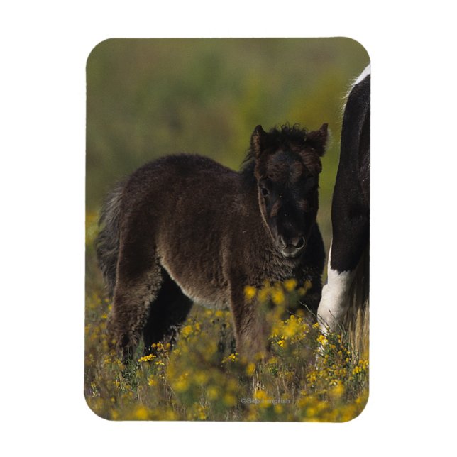 Miniature Mare & Foal in the Flowers Magnet (Vertikal)