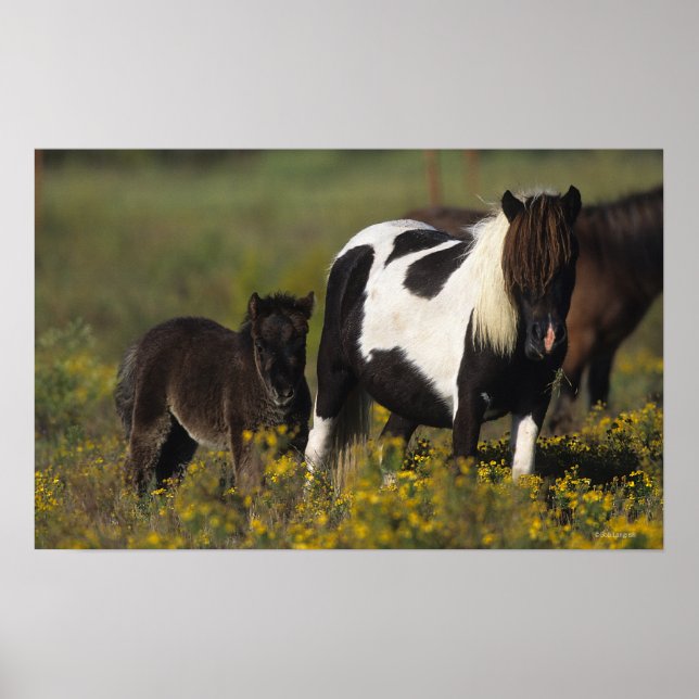 Miniature Mare & Foal in the Flowers Poster (Framsidan)