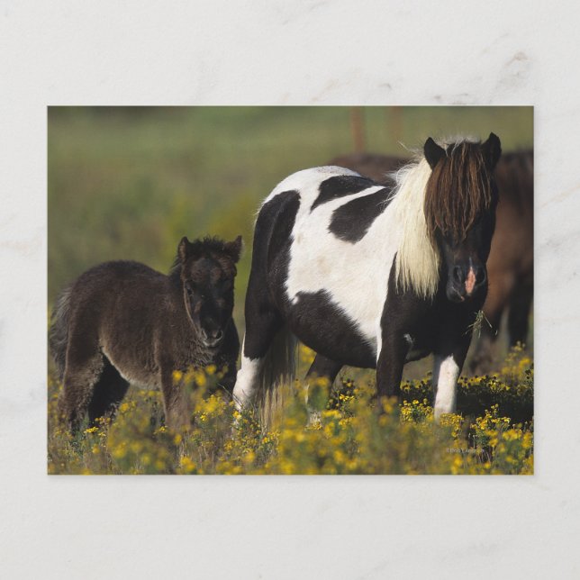 Miniature Mare & Foal in the Flowers Vykort (Framsida)
