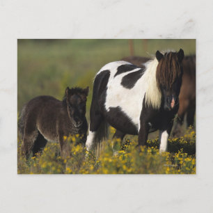 Miniature Mare & Foal in the Flowers Vykort
