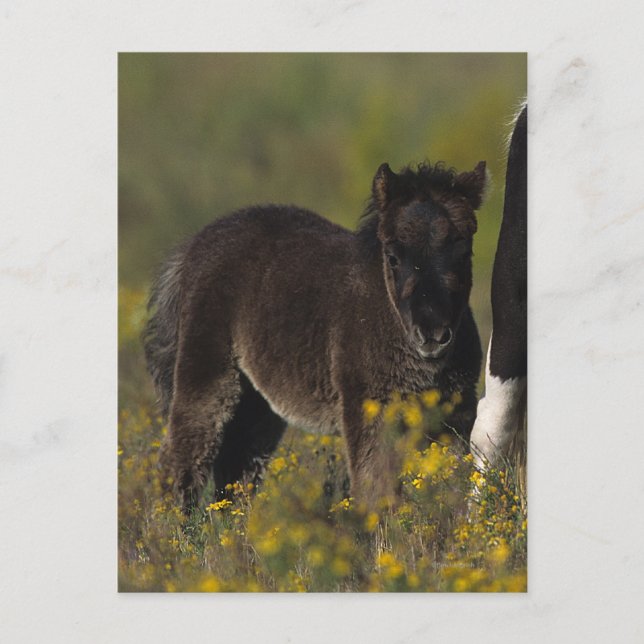 Miniature Mare & Foal in the Flowers Vykort (Framsida)