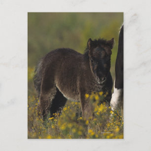 Miniature Mare & Foal in the Flowers Vykort