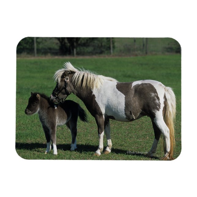 Miniature Mare & Foal Permanent Magnet (Horisontell)