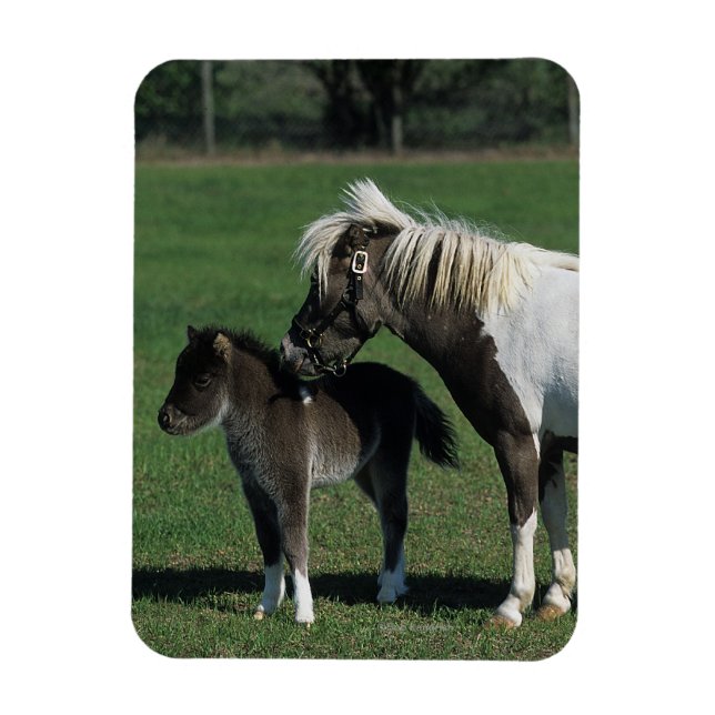 Miniature Mare & Foal Permanent Magnet (Vertikal)
