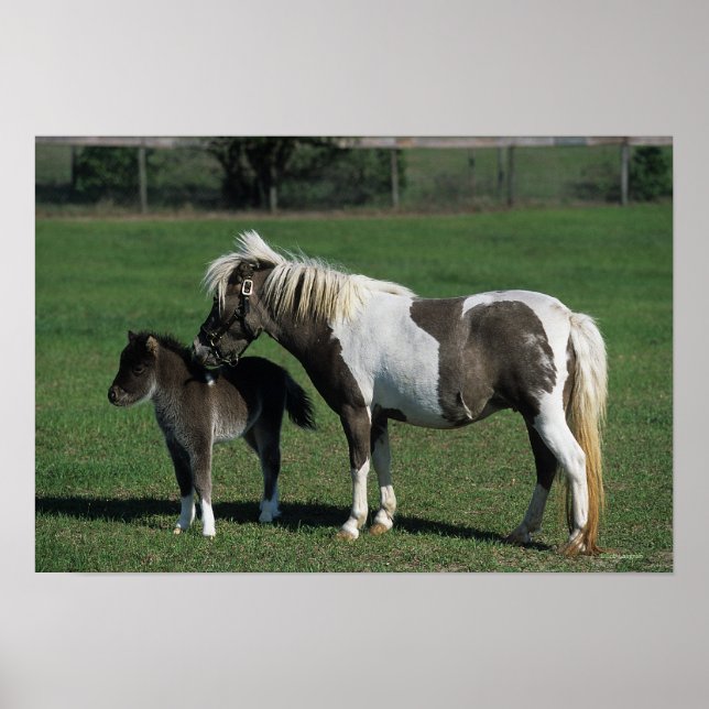 Miniature Mare & Foal Permanent Poster (Framsidan)