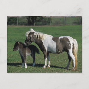 Miniature Mare & Foal Permanent Vykort
