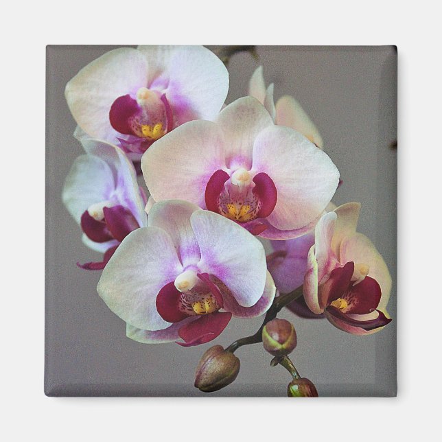 Miniature Orchid Magnet (Framsidan)