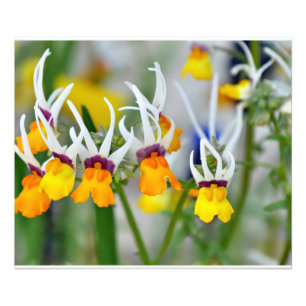 Miniature Orchids Fototryck