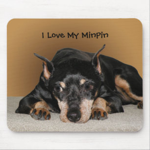 Miniature Pinscher alias Min Pin Kärlek Pet Namn T Musmatta