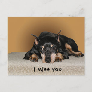 Miniature Pinscher alias Min Pin Vykort
