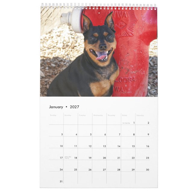 Miniature Pinscher En Kalender (Jan 2027)
