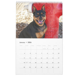 Miniature Pinscher En Kalender