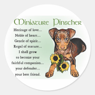 Miniature Pinscher Gifts Runt Klistermärke
